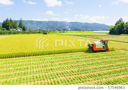 Rice reaping 57546961