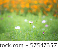 pretty cosmos flowers with orange and green background 57547357