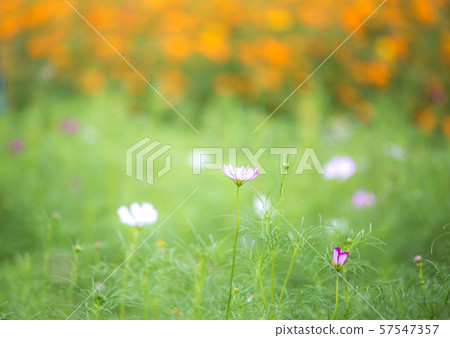 pretty cosmos flowers with orange and green background 57547357