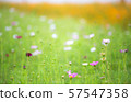 pretty cosmos flowers with orange and green background 57547358