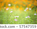 pretty cosmos flowers with orange and green background 57547359