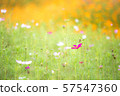 pretty cosmos flowers with orange and green background 57547360