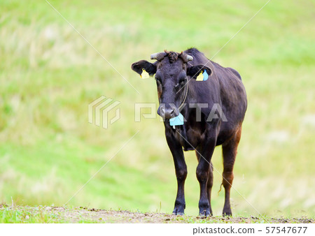 牧場小牛 57547677