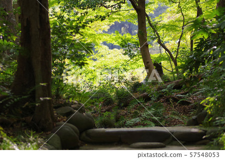 Scenery of Koishikawa Korakuen Scenery of Koishikawa Korakuen 57548053