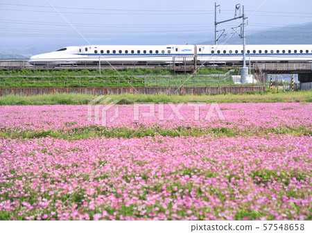 Astragalus field and Shinkansen-15099 Astragalus field and Shinkansen-15099 57548658