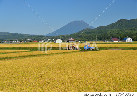 Taking pictures of rice harvesting in sunny Hokkaido 57549359