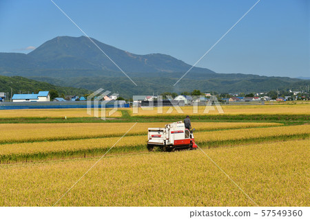 Taking pictures of rice harvesting in sunny Hokkaido 57549360