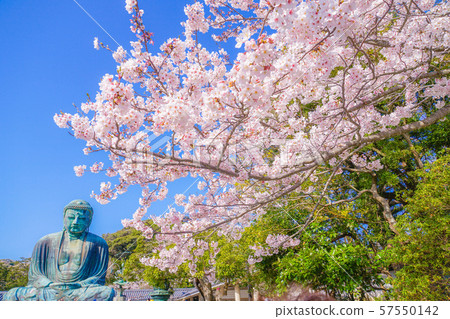 鎌倉的大佛和櫻花 57550142