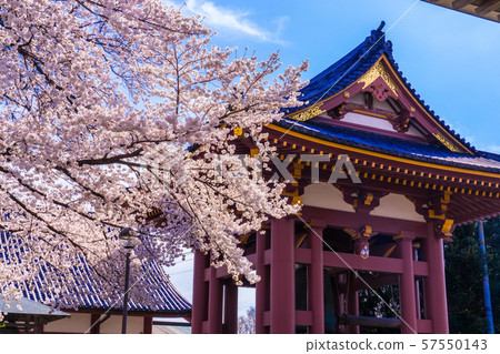 在池上本門寺盛開的櫻花 57550143