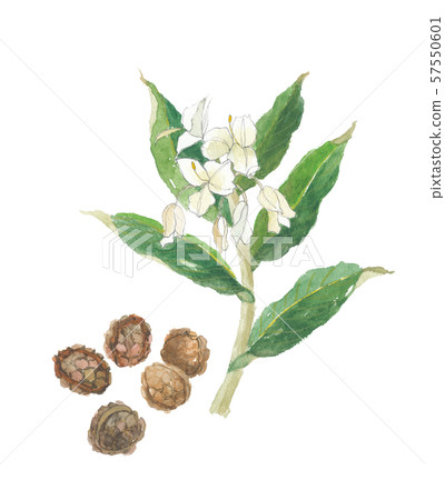 碎沙 碎沙 57550601