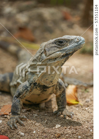 Tsunugi Togeo Iguana Tsunugi Togeo Iguana 57551104