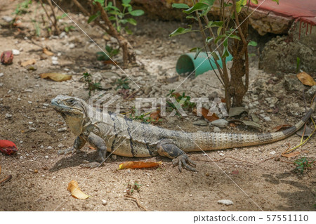 Tsunugi Togeo Iguana Tsunugi Togeo Iguana 57551110