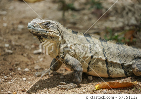 Tsunugi Togeo Iguana Tsunugi Togeo Iguana 57551112