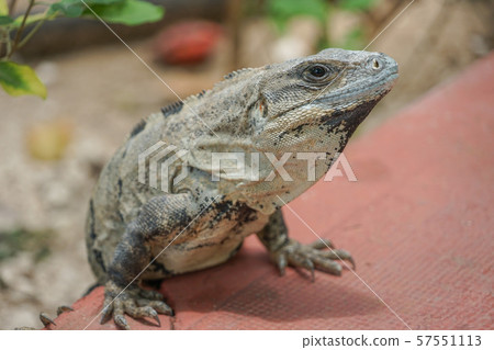 Tsunugi Togeo Iguana Tsunugi Togeo Iguana 57551113