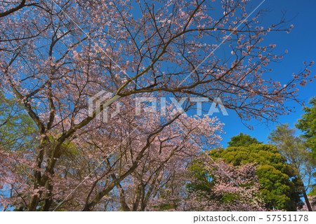 Cherry blossoms in Kashiwa Park, Kashiwa City, Chiba Prefecture Cherry blossoms in Kashiwa Park, Kashiwa City, Chiba Prefecture 57551178
