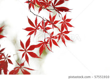 Autumn leaves 57551910