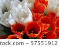 Bunch of red and white tulips close up  57551912