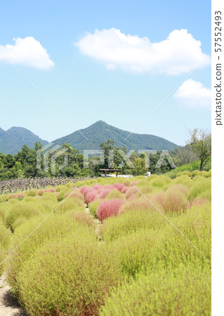 國營的Sanuki Manno Park,9月Kokia 國營的Sanuki Manno Park,9月Kokia 57552493