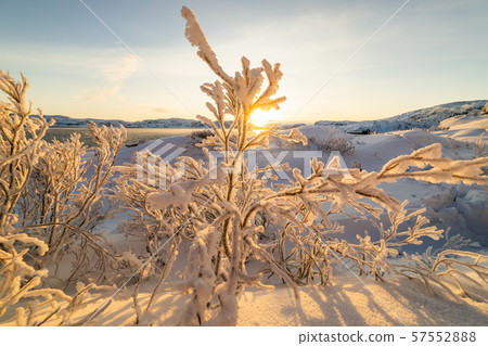 Winter trees in mountains covered with fresh snow Winter trees in mountains covered with fresh snow 57552888