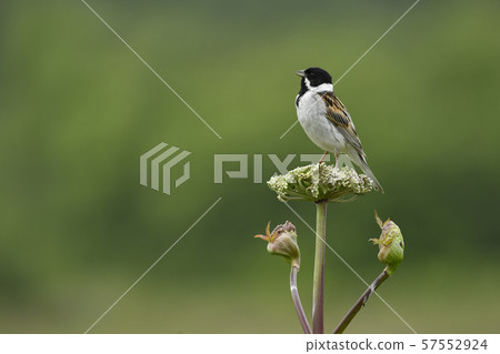 Oojurin Natsuha 1 Oojurin Natsuha 1 57552924