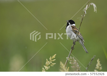 Oojurin Natsuha 3 Oojurin Natsuha 3 57552926