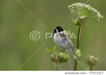 Oojurin Natsuha 4 Oojurin Natsuha 4 57552927