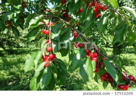 櫻桃 櫻桃 57553209