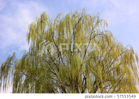 Myosho-ji Park Spring Willow (2) Myosho-ji Park Spring Willow (2) 57553549