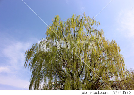 Spring willow in Myosei-ji Park (3) Spring willow in Myosei-ji Park (3) 57553550