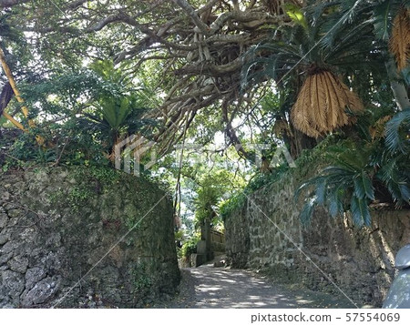 The banyan tree of Isen-cho Agony 57554069