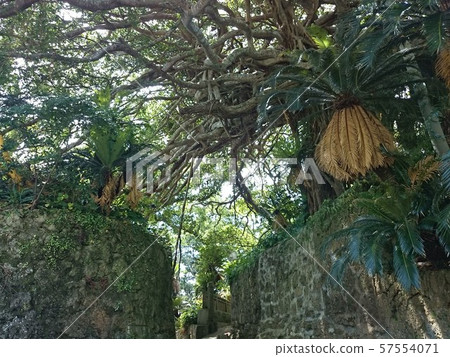 The banyan tree of Isen-cho Agony 57554071