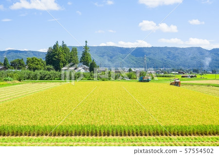 Rice reaping 57554502
