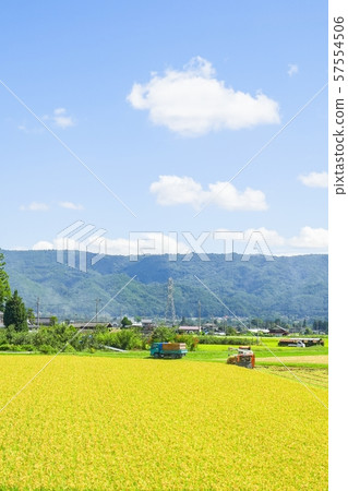 Rice reaping Rice reaping 57554506