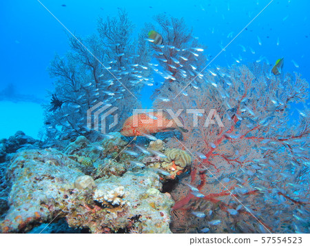 Isobana and Yukatahata 57554523