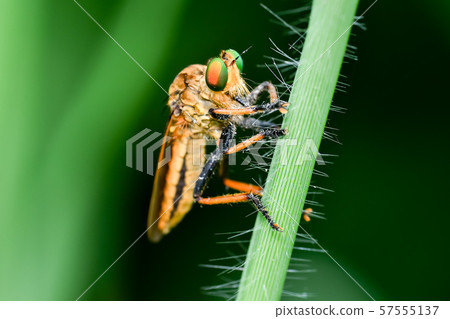 Aoméab Aoméab 57555137