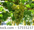 葡萄採摘 57555237