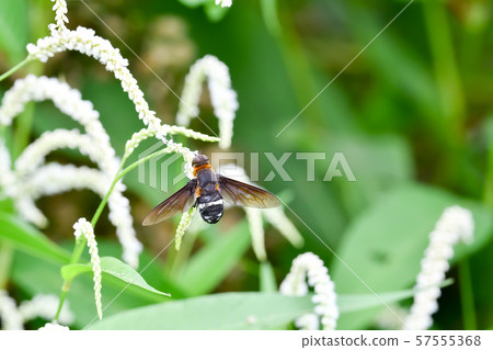 Croannets love Croannets love 57555368