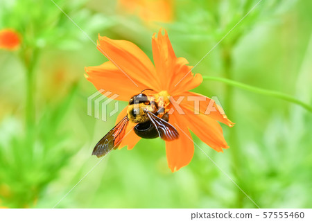 Carpenter bee 57555460