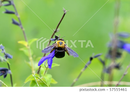 Carpenter bee 57555461