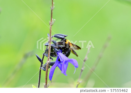 Carpenter bee Carpenter bee 57555462