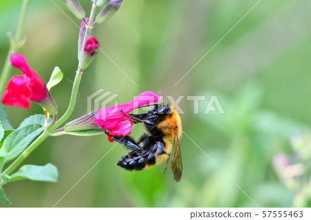 Carpenter bee Carpenter bee 57555463