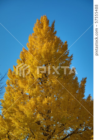 Ginkgo's autumn leaves Ginkgo's autumn leaves 57555488