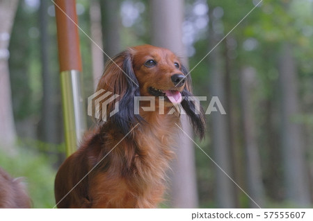 達克斯獵犬Kaninhaen可愛 57555607
