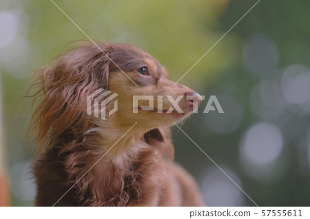 達克斯獵犬Kaninhaen可愛 57555611
