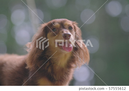 達克斯獵犬Kaninhaen可愛 57555612