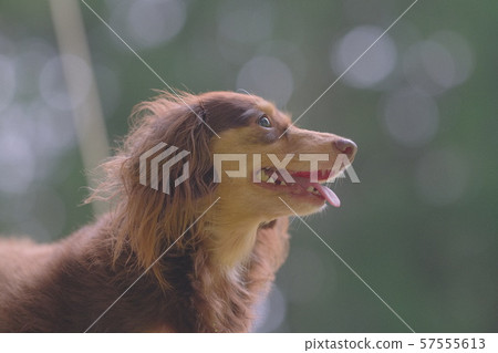 達克斯獵犬Kaninhaen可愛 57555613