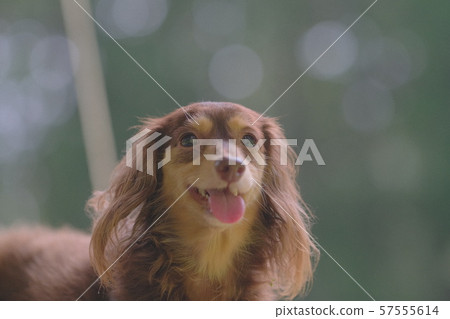 達克斯獵犬Kaninhaen可愛 57555614