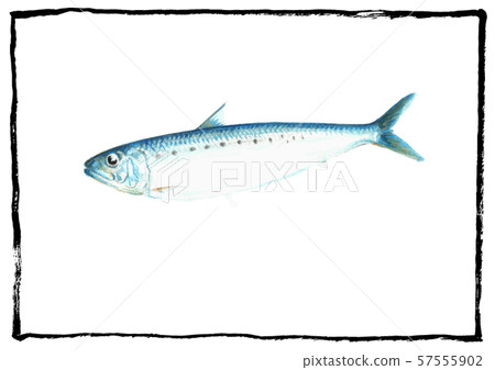 沙丁魚推薦菜單沒有字符 沙丁魚推薦菜單沒有字符 57555902