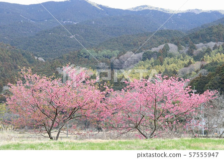 Kawazu cherry blossoms, field and mountain scenery Tashiro Basin 57555947