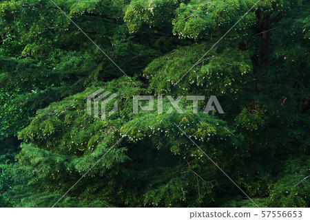 景觀自然植物照片活化石浣熊雪松堅果 景觀自然植物照片活化石浣熊雪松堅果 57556653
